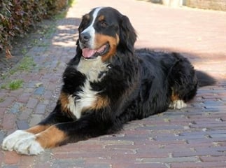Grognements chez le chien